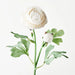 Ranunculus Spray Winter White 50cml