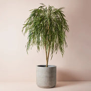 Willow Weeping Tree Green 180cmh – thumbnail