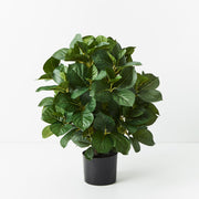 Hydrangea Leaf Plant Green 60cmh – thumbnail