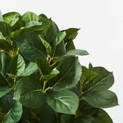 Hydrangea Leaf Plant Green 60cmh – thumbnail