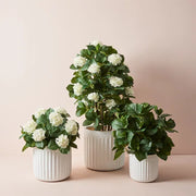Hydrangea Leaf Plant Green 60cmh – thumbnail