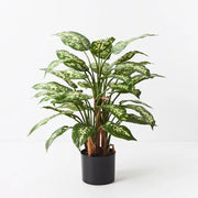Dieffenbachia Plant Green Yellow 60cmh – thumbnail