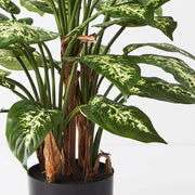 Dieffenbachia Plant Green Yellow 60cmh – thumbnail