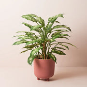 Dieffenbachia Plant Green Yellow 60cmh – thumbnail