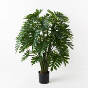 Philodendron Selloum Plant Green 120cmh – thumbnail