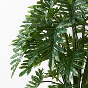 Philodendron Selloum Plant Green 120cmh – thumbnail