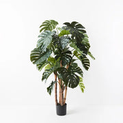 Monstera Plant Green 165cmh – thumbnail