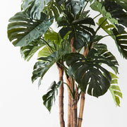 Monstera Plant Green 165cmh – thumbnail
