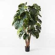 Monstera Plant Green 180cmh – thumbnail