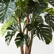 Monstera Plant Green 180cmh – thumbnail