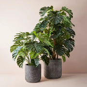 Monstera Plant Green 180cmh – thumbnail