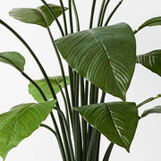 Spathiphyllum Leaf Plant Green 100cmh – thumbnail