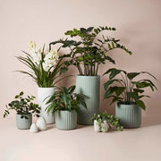 Spathiphyllum Leaf Plant Green 100cmh – thumbnail