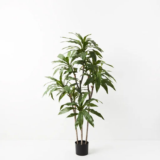 Dracaena Plant Green 150cmh