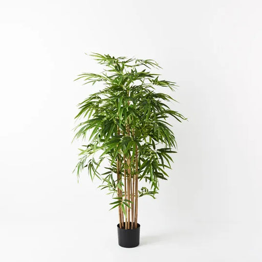 Bamboo Golden Plant Green 150cmh