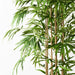 Bamboo Golden Plant Green 180cmh
