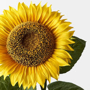 Sunflower Yellow 82cml