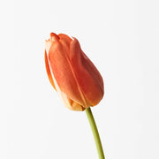 Tulip Orange 69cml