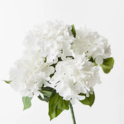 Hydrangea Bush White 46cml – thumbnail