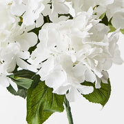 Hydrangea Bush White 46cml – thumbnail