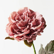Peony Dusty Pink 61cml – thumbnail