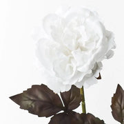 Peony Winter White 61cml