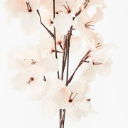 Bougainvillea Spray Cream 86cml