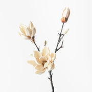 Magnolia Japanese Spray Cream 79cml