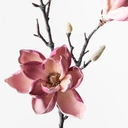 Magnolia Japanese Spray Plum 79cml