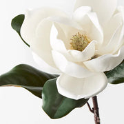 Magnolia White 73cml