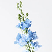 Delphinium Light Blue 90cml – thumbnail