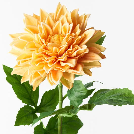 Dahlia Yellow 71cml