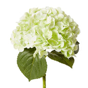 Hydrangea Classic Stem Green 30x20x52cm – thumbnail