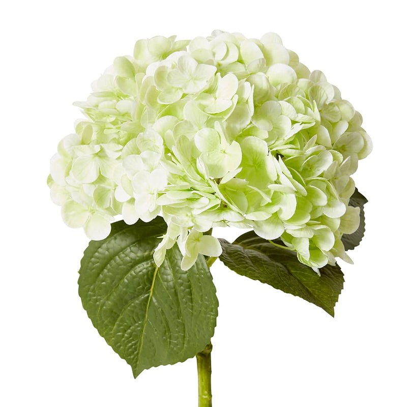 Hydrangea Classic Stem Green 30x20x52cm