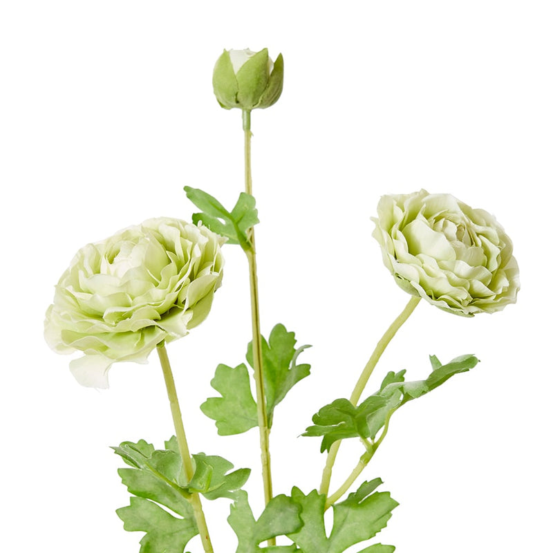 Ranunculus Flower Spray Green 20x18x64cm