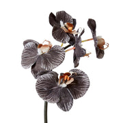 Phalaenopsis Orchid Mini Stem Black 14x7x51cm – thumbnail