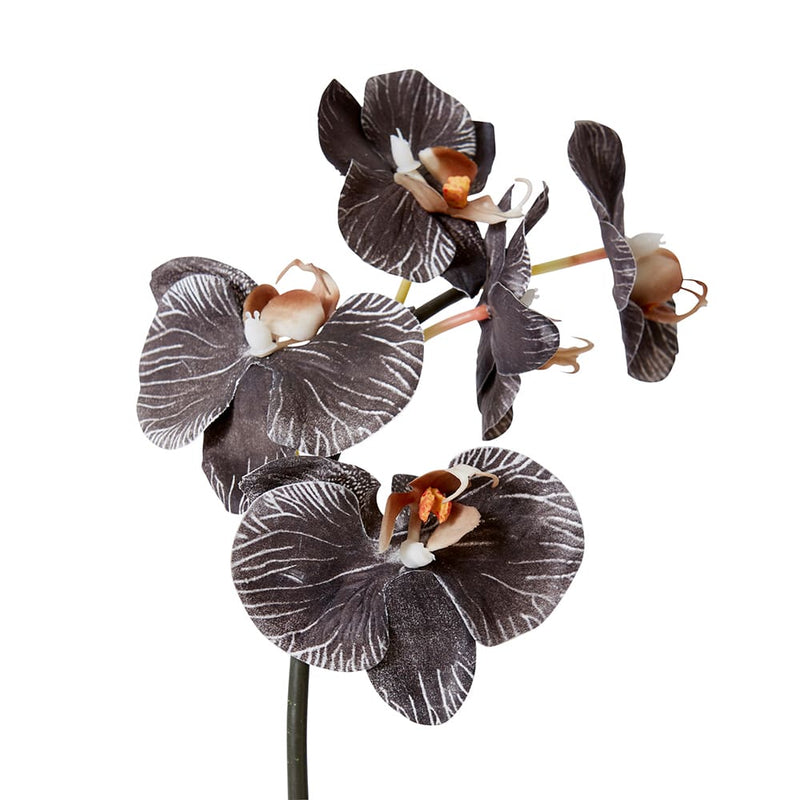 Phalaenopsis Orchid Mini Stem Black 14x7x51cm