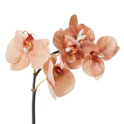 Phalaenopsis Orchid Mini Stem Brown 14x7x51cm – thumbnail