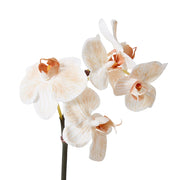 Phalaenopsis Orchid Mini Stem Light Brown 14x7x51cm – thumbnail