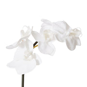 Phalaenopsis Orchid Mini Stem White 14x7x51cm – thumbnail