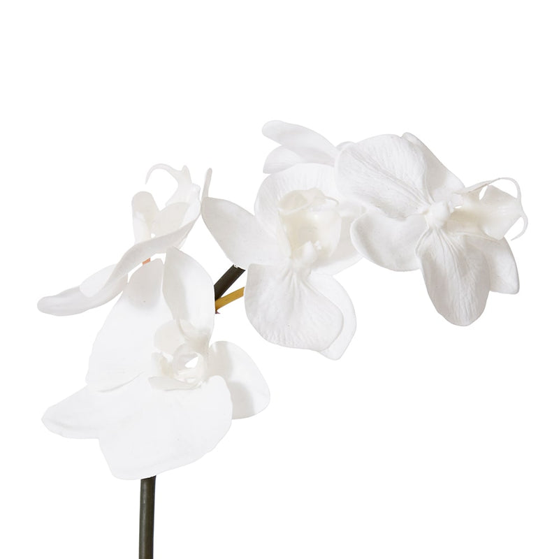 Phalaenopsis Orchid Mini Stem White 14x7x51cm