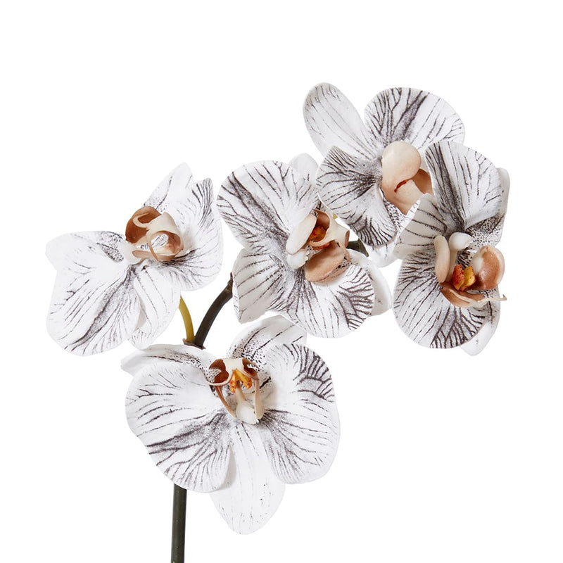 Phalaenopsis Orchid Mini Stem White/Black 14x7x51cm