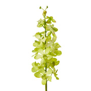 Orchid Vanda Stem Green 9x10x69cm – thumbnail