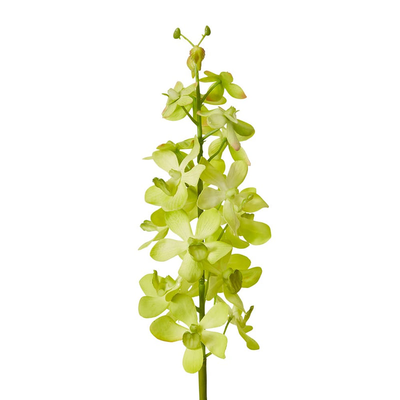 Orchid Vanda Stem Green 9x10x69cm