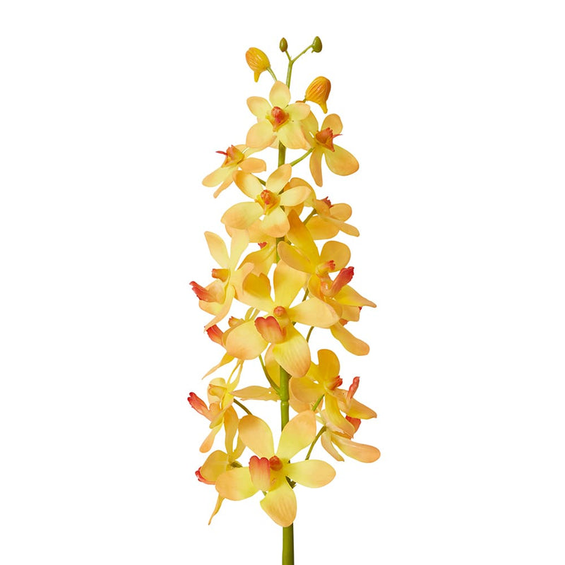Orchid Vanda Stem Orange 9x10x69cm