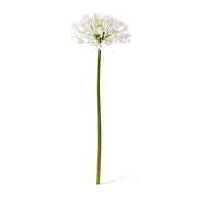 Artificial white agapanthus flower stem 76cm – thumbnail