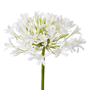 Agapanthus Stem White 21x25x76cm – thumbnail
