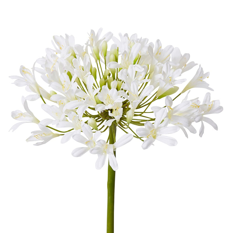 Agapanthus Stem White 21x25x76cm