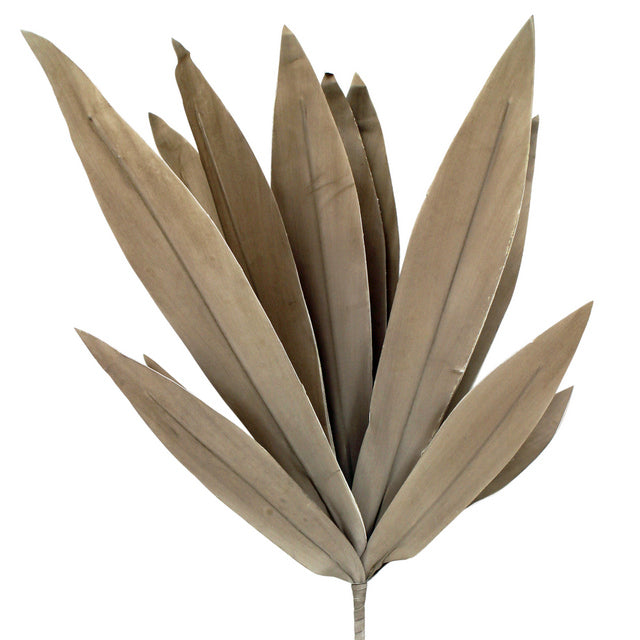 Agave Stem Natural XL 105cm