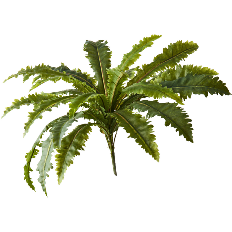 Fern Asplenium Bush Green 68cm